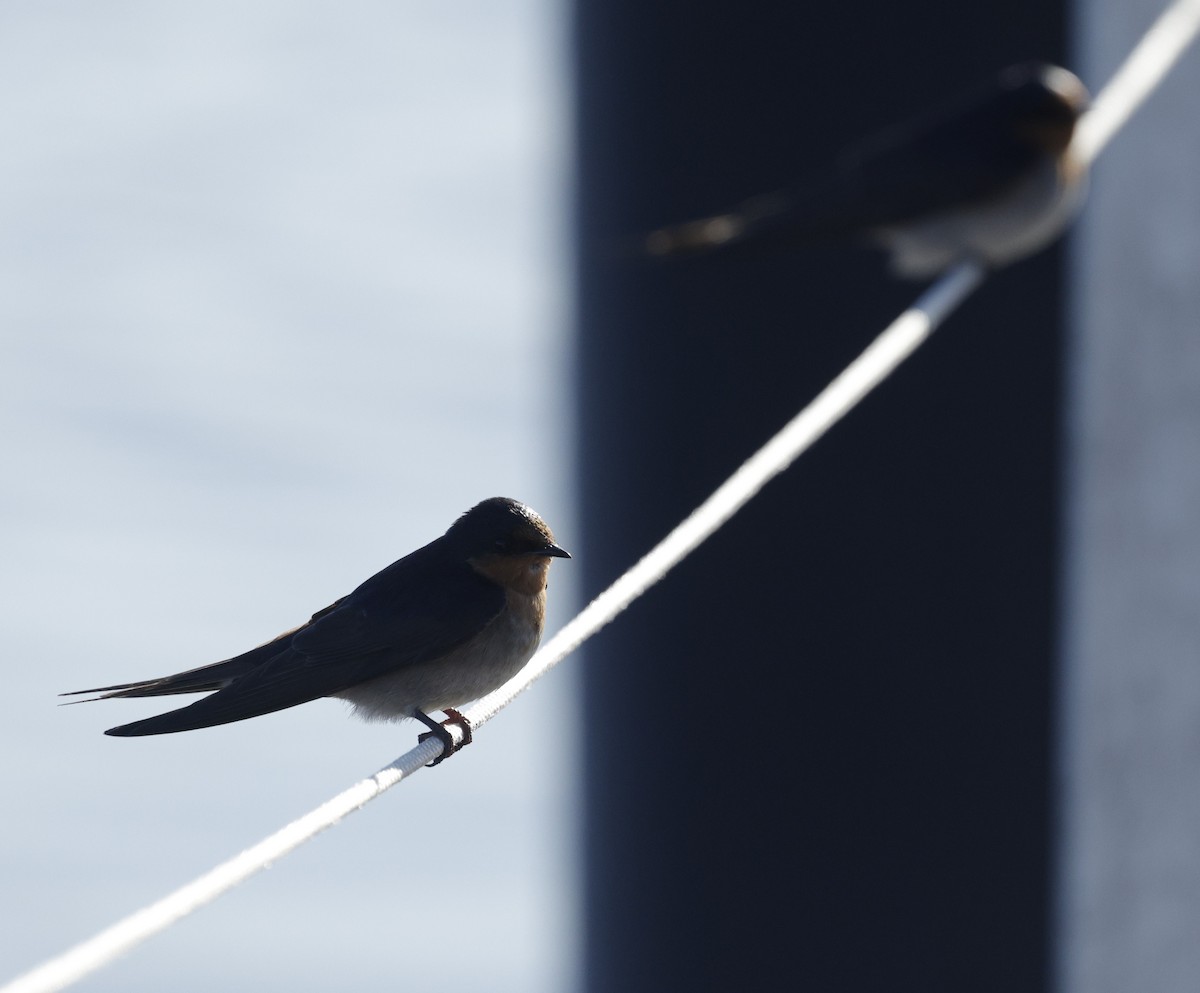 Welcome Swallow - ML643021564