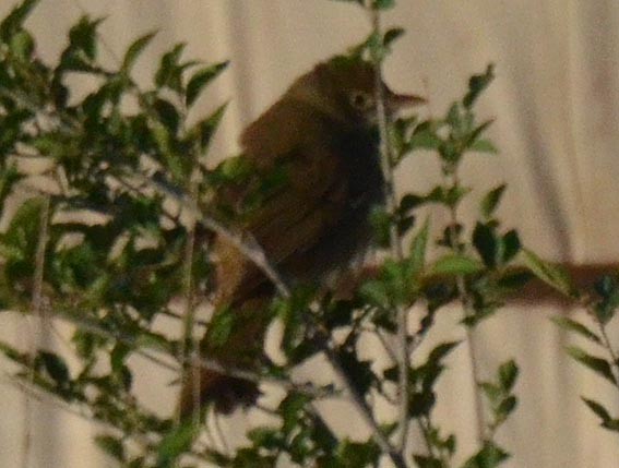 Thick-billed Warbler - ML643021577
