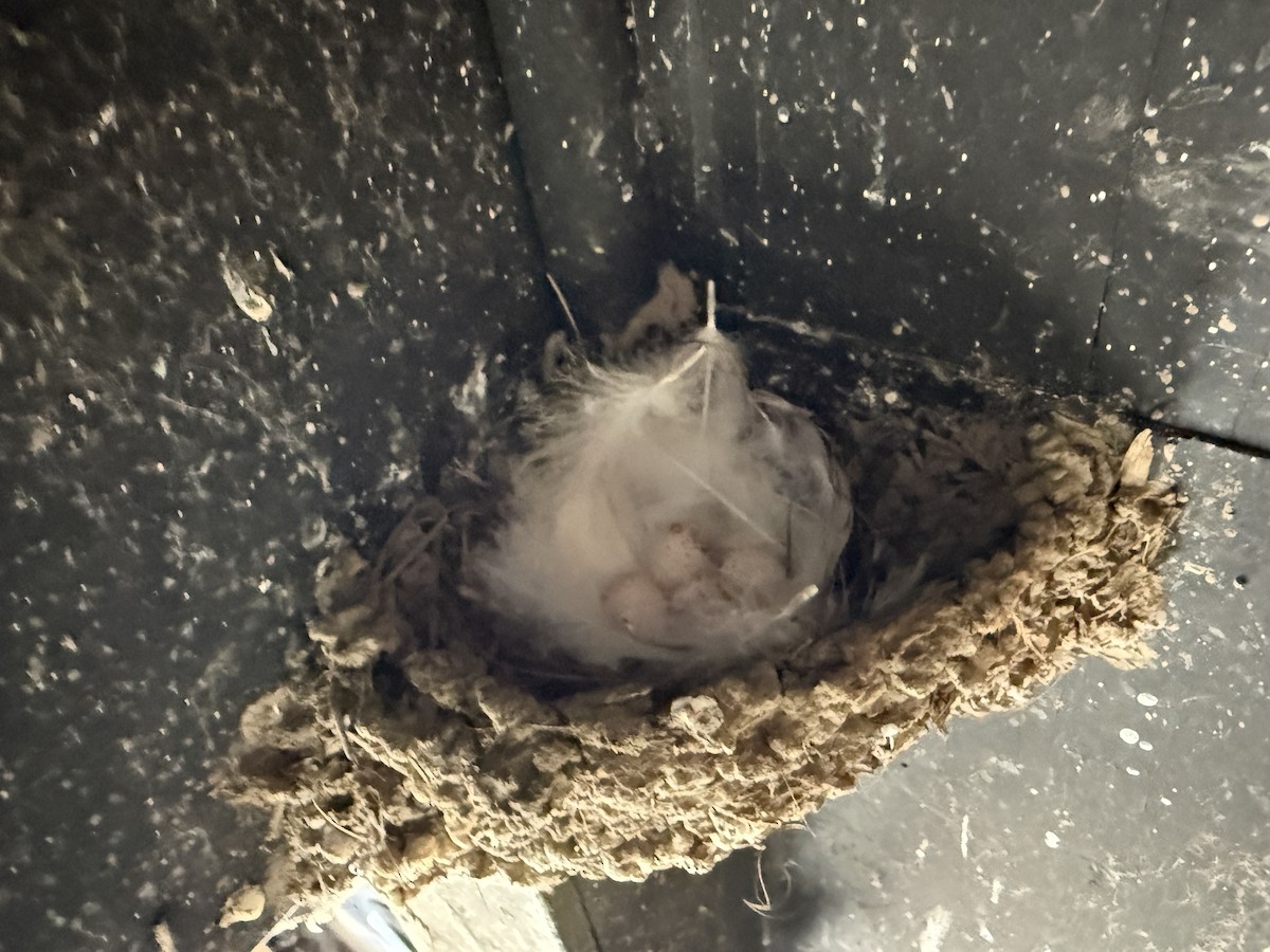Welcome Swallow - ML643021578