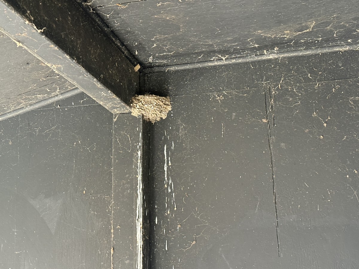 Welcome Swallow - ML643021579