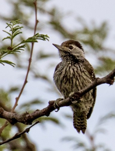 Cardinal Woodpecker - ML643021581