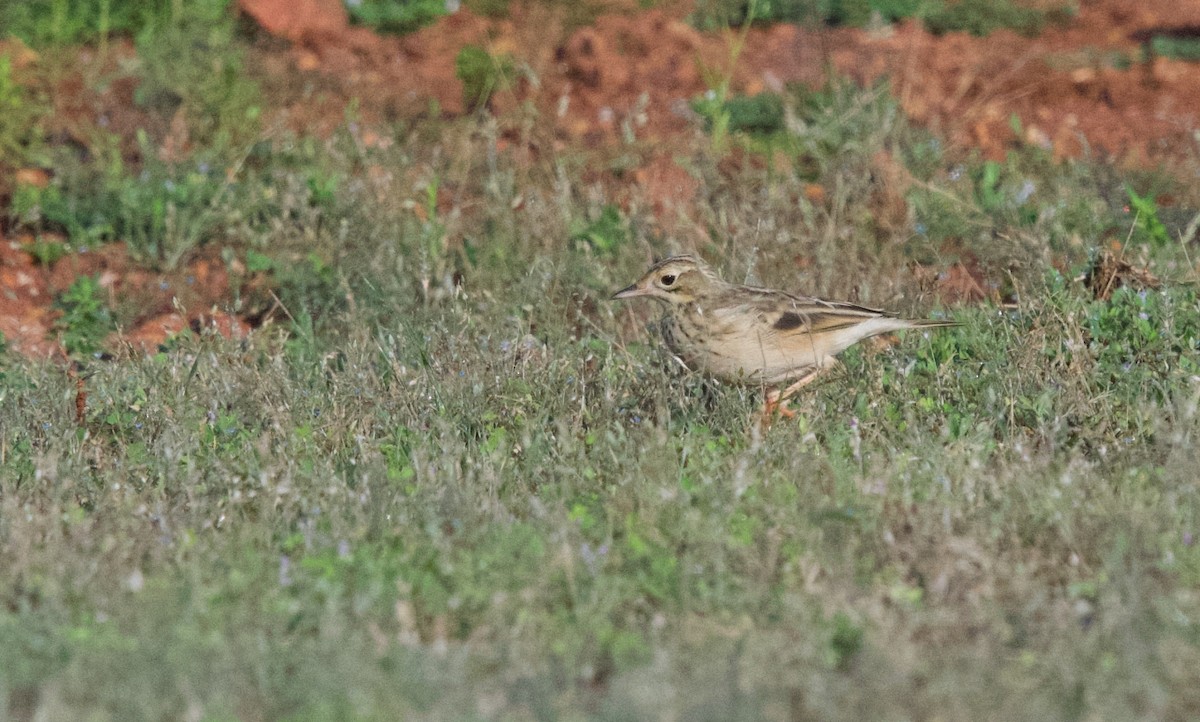 Oriental Skylark - ML643021582