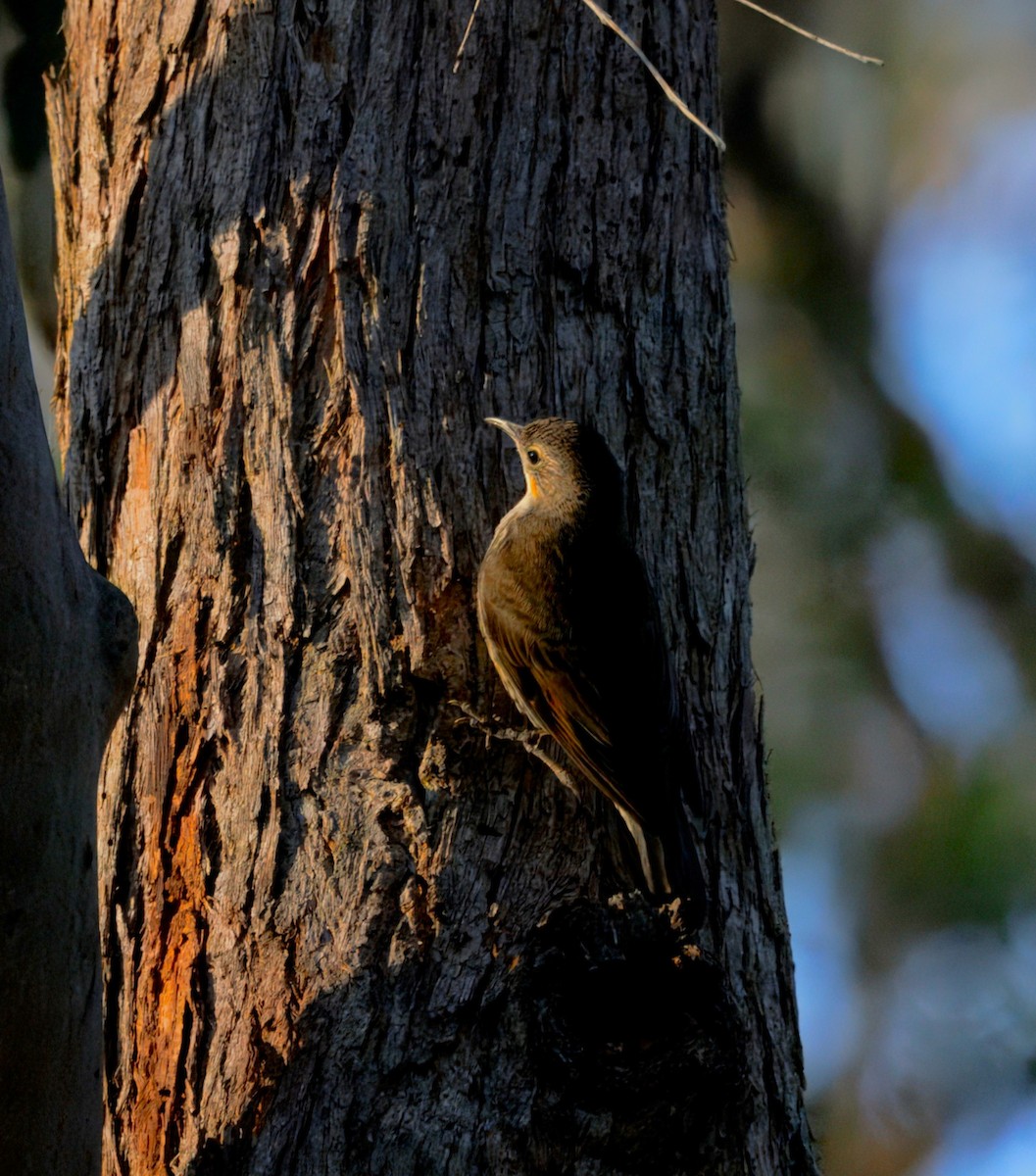 White-throated Treecreeper - ML643021583