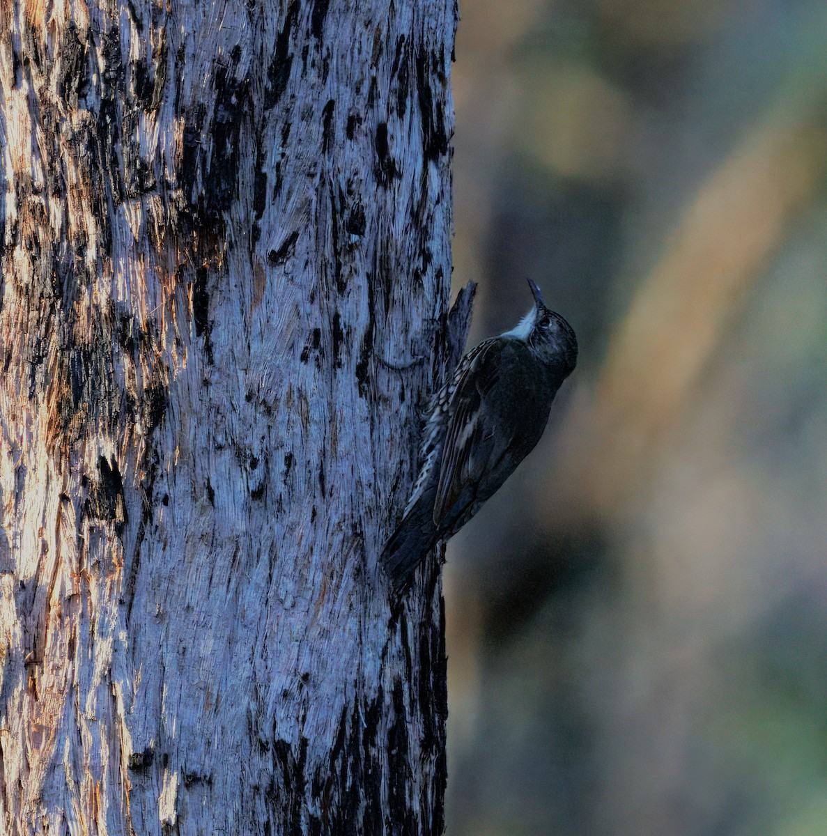 White-throated Treecreeper - ML643021584