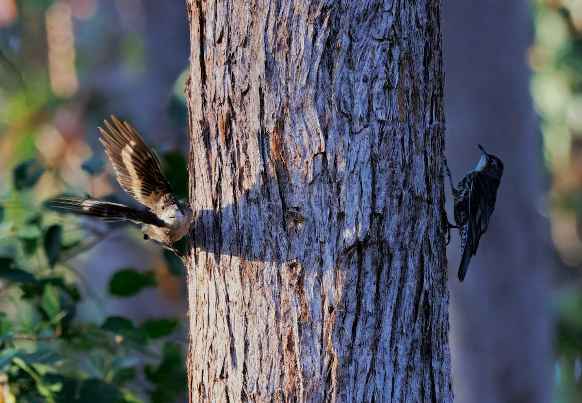 White-throated Treecreeper - ML643021585