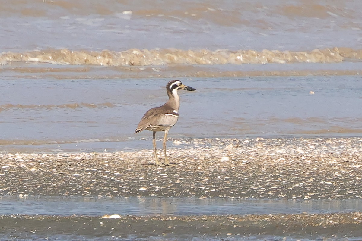 Beach Thick-knee - ML643021587
