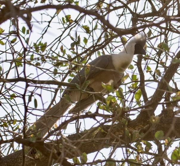 Bare-faced Go-away-bird (Black-faced) - ML643021588