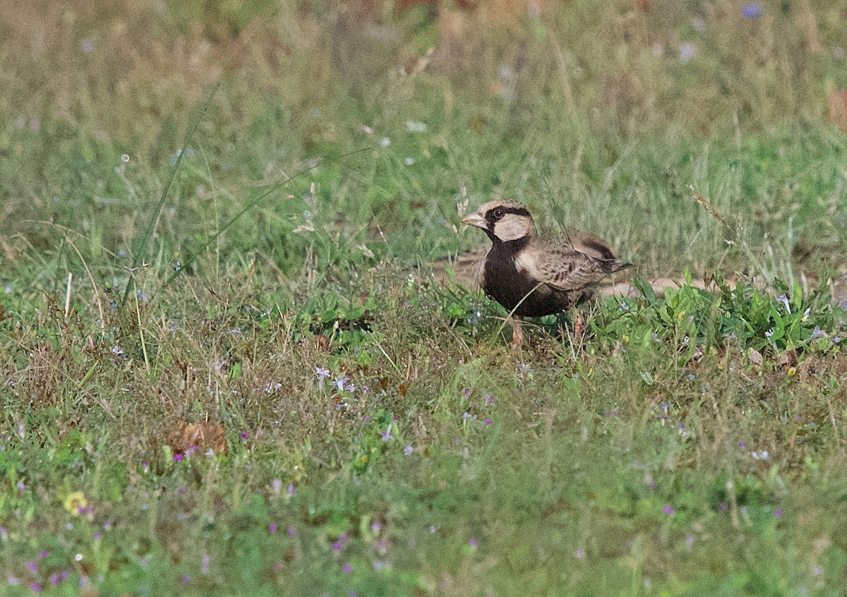 Ashy-crowned Sparrow-Lark - ML643021589