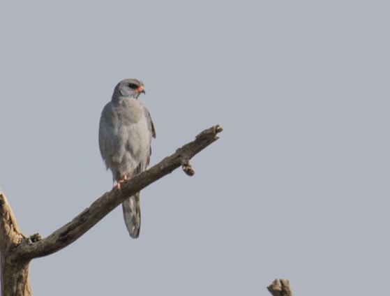 Dark Chanting-Goshawk - ML643021590