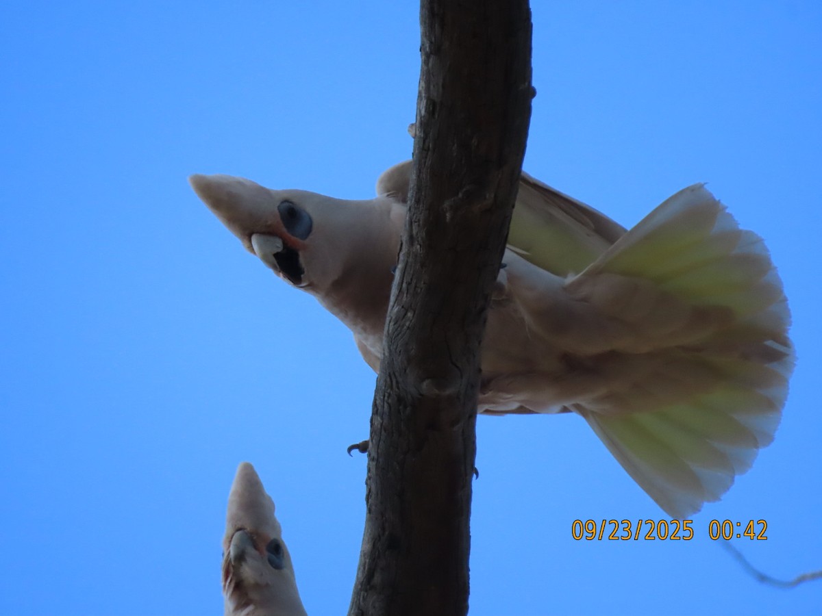 Little Corella - ML643021592