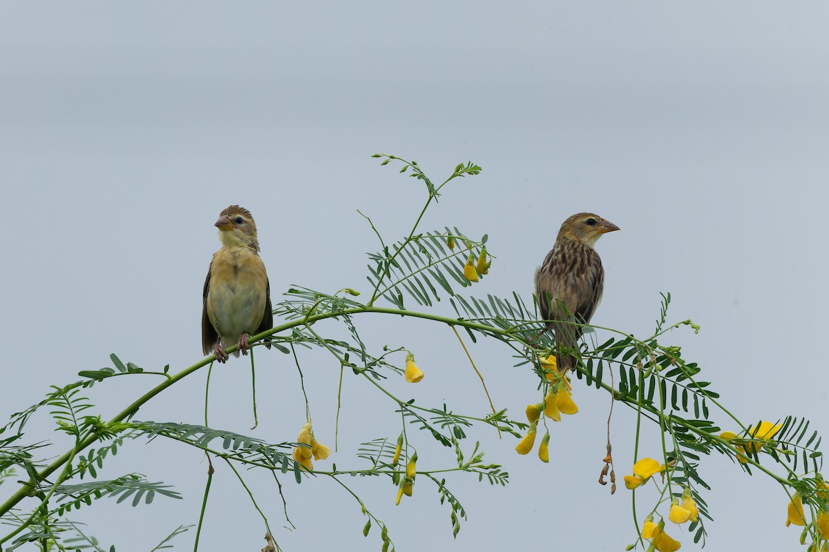 Baya Weaver - ML643021595
