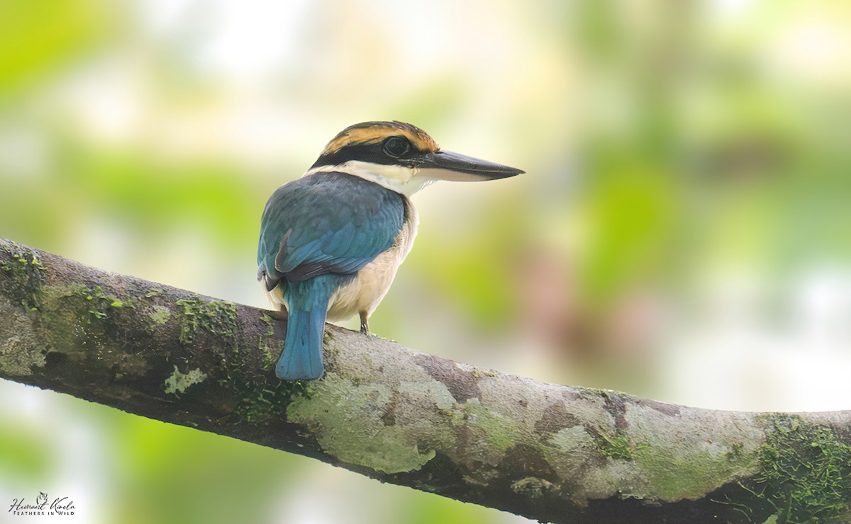 Collared Kingfisher - ML643021596