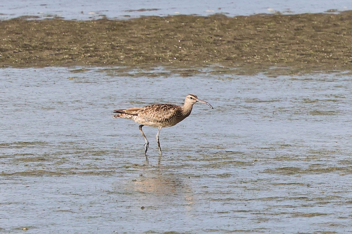 Whimbrel - ML643021597