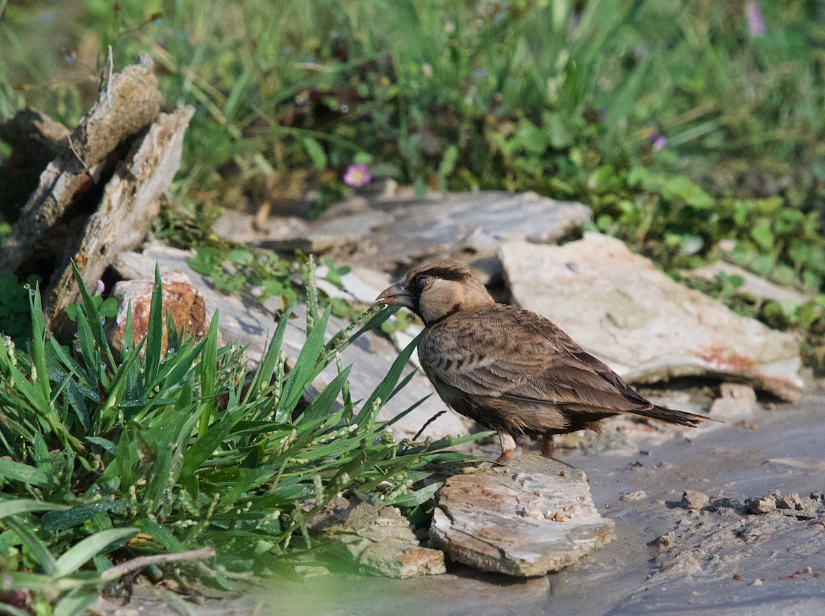 Ashy-crowned Sparrow-Lark - ML643021599