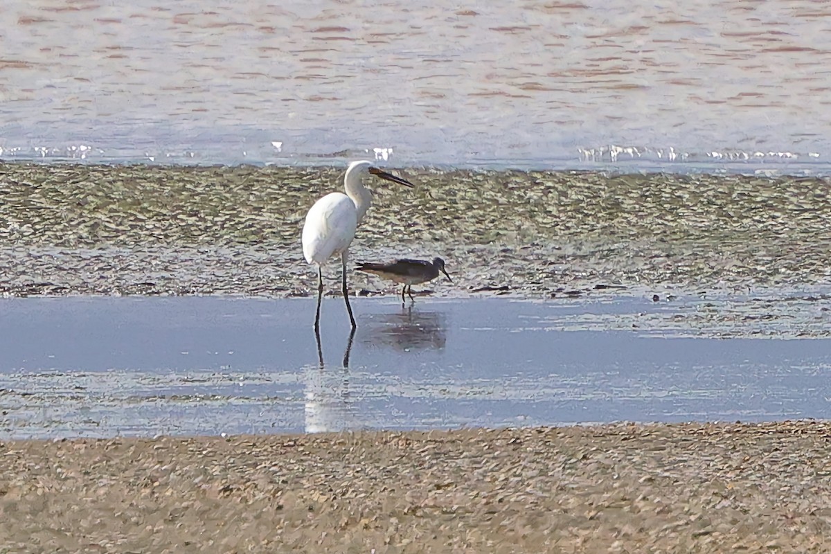 Gray-tailed Tattler - ML643021600
