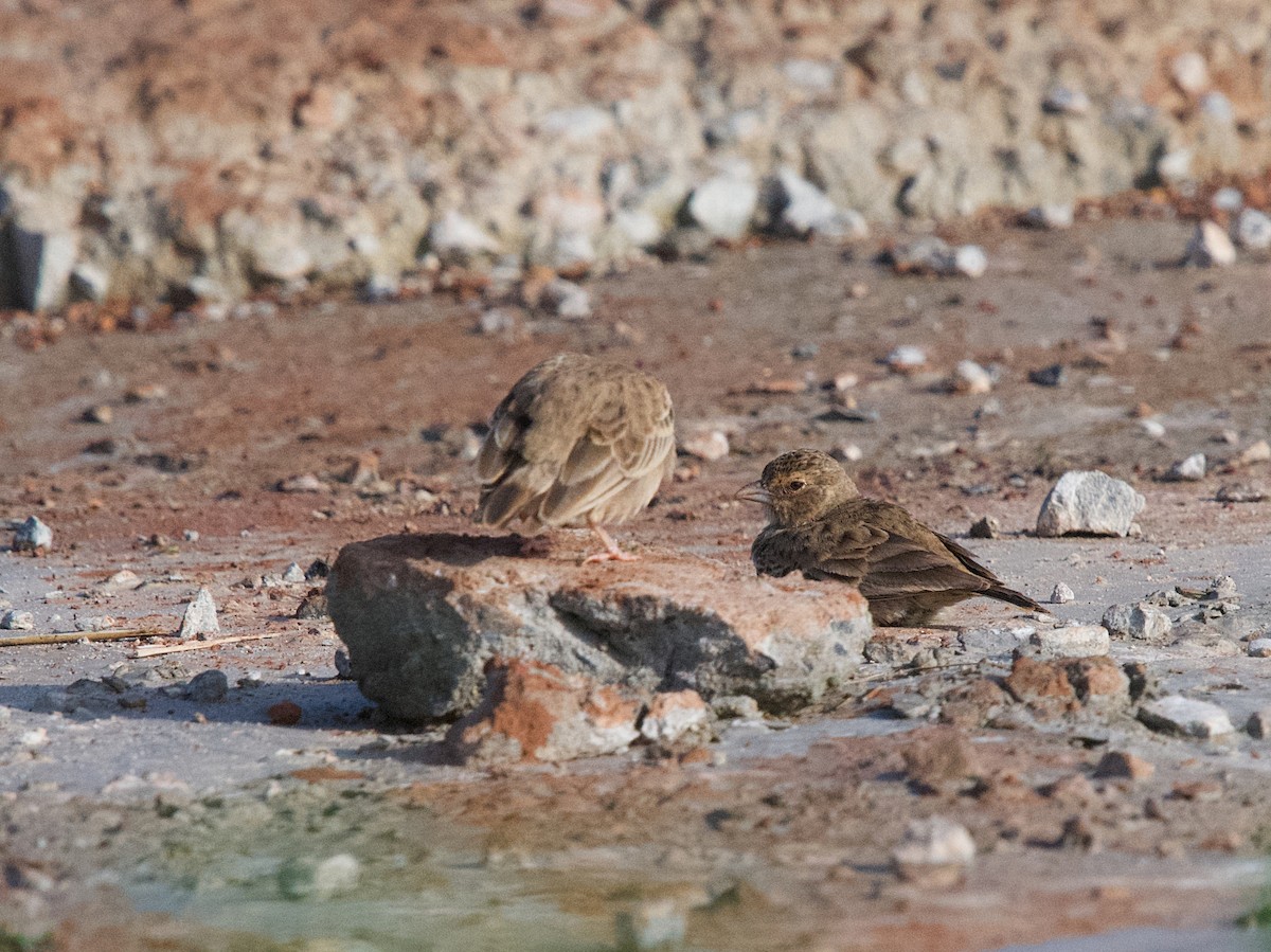 Ashy-crowned Sparrow-Lark - ML643021601