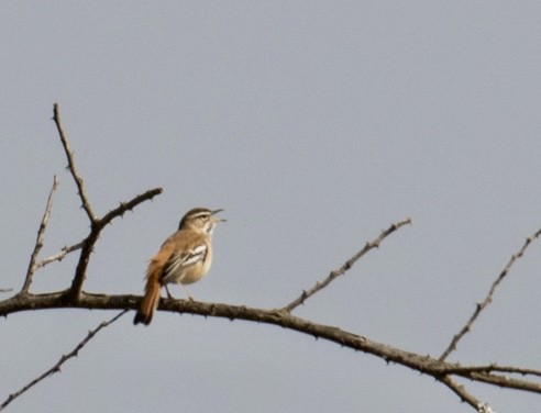 White-browed Scrub-Robin - ML643021602