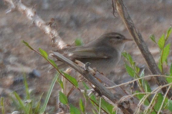 Dusky Warbler - ML643021603