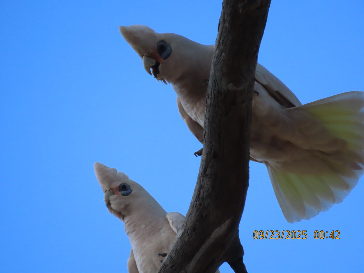 Little Corella - ML643021604