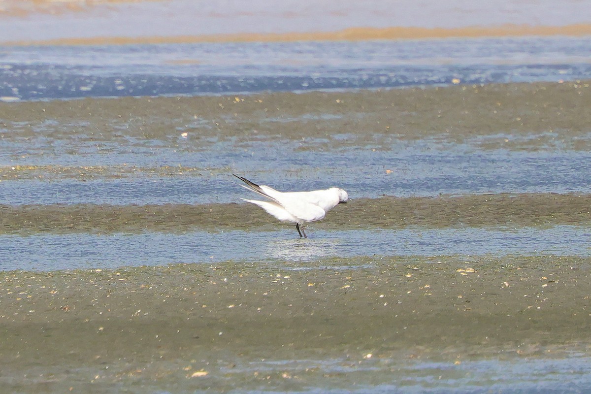 Australian Tern - ML643021605