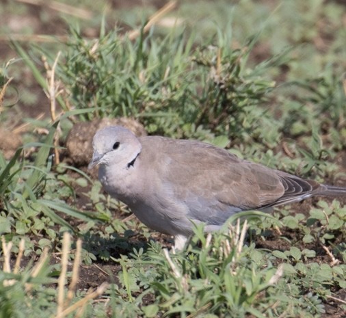 Ring-necked Dove - ML643021607