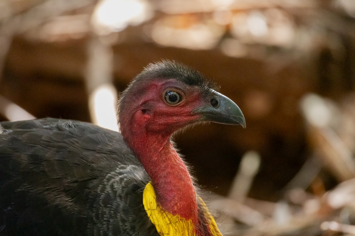 Australian Brushturkey - ML643021608