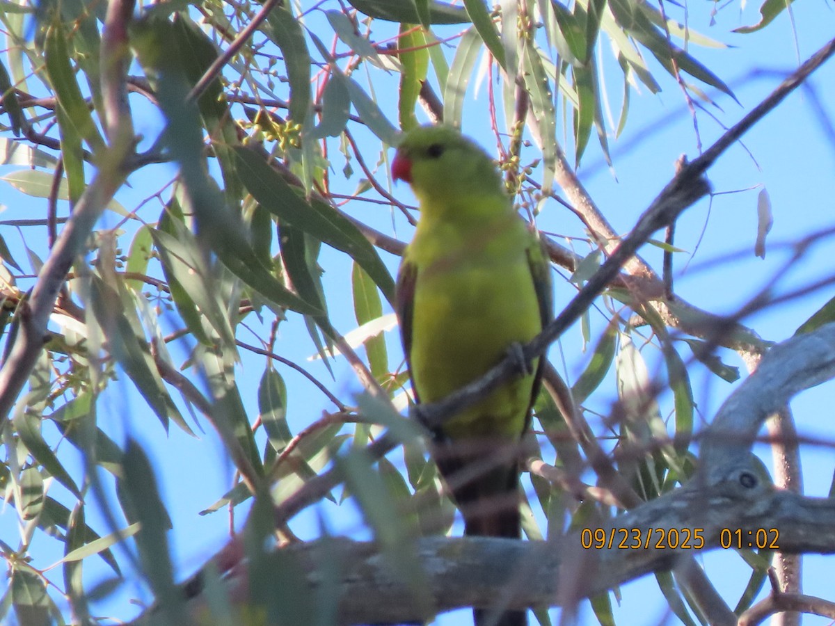 Regent Parrot - ML643021610