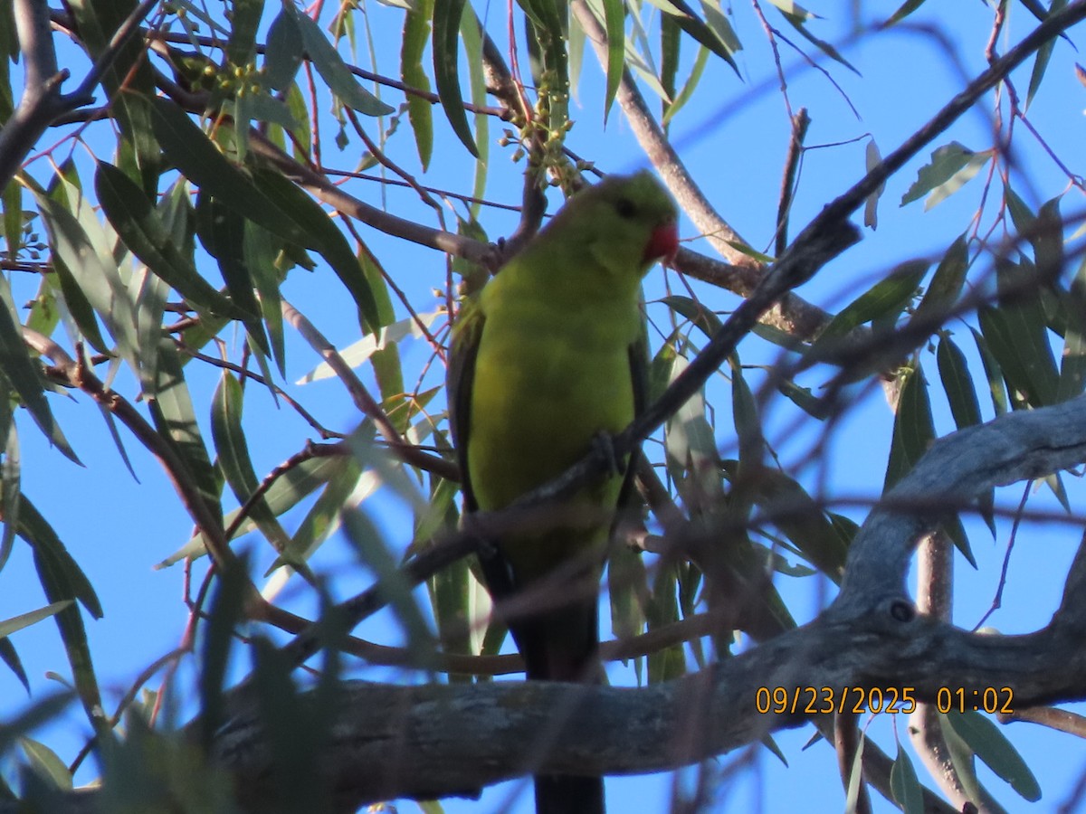 Regent Parrot - ML643021611