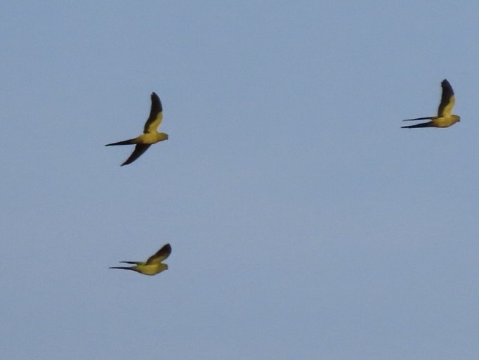 Regent Parrot - ML643021612