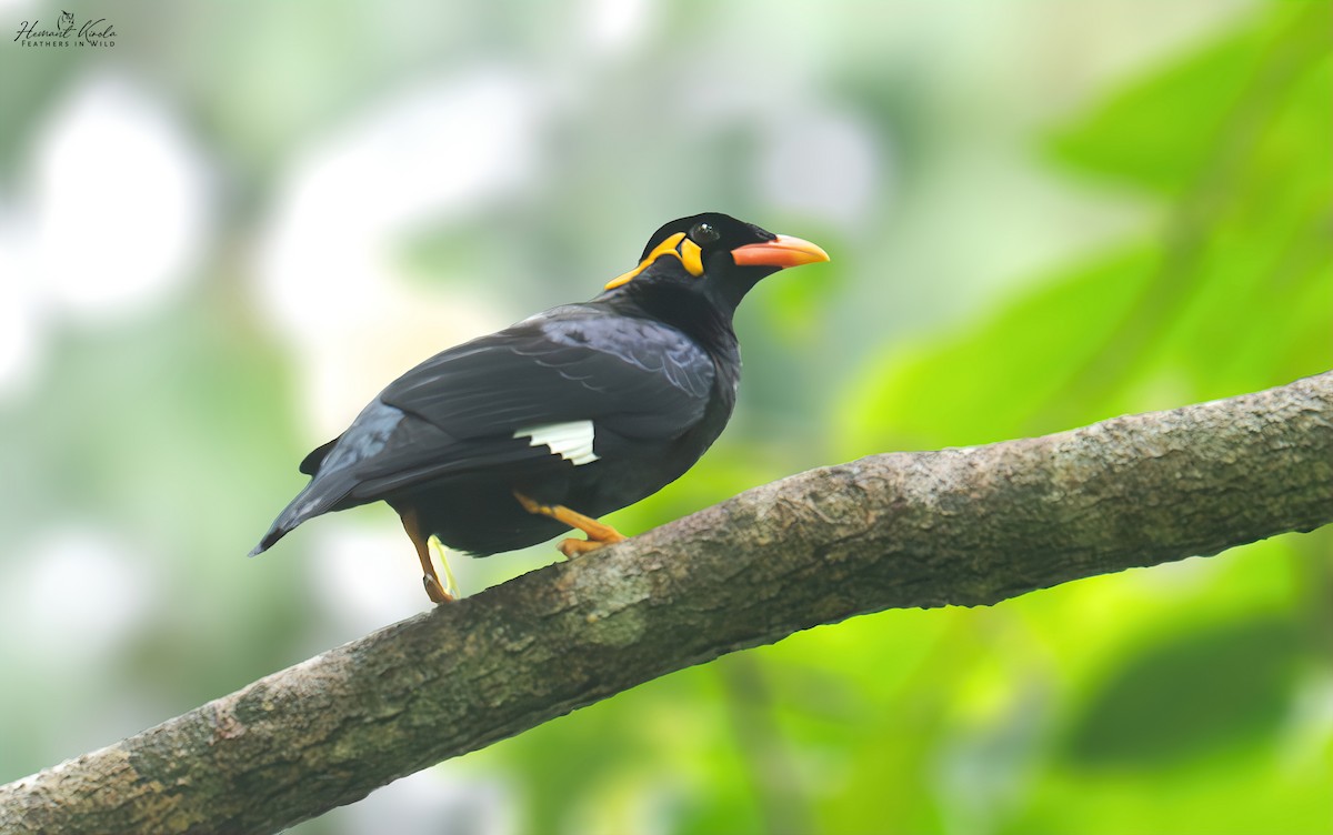 Common Hill Myna - ML643021621