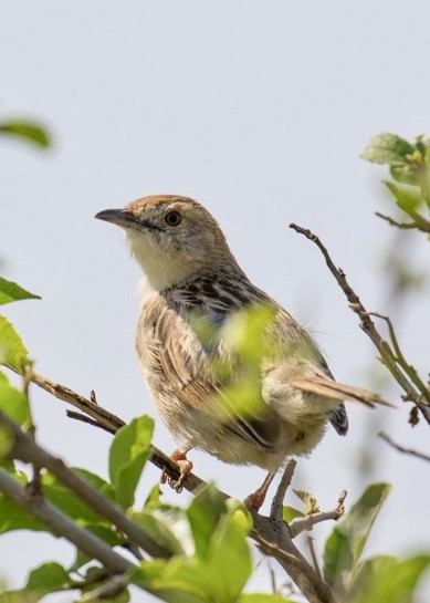 Rattling Cisticola - ML643021622