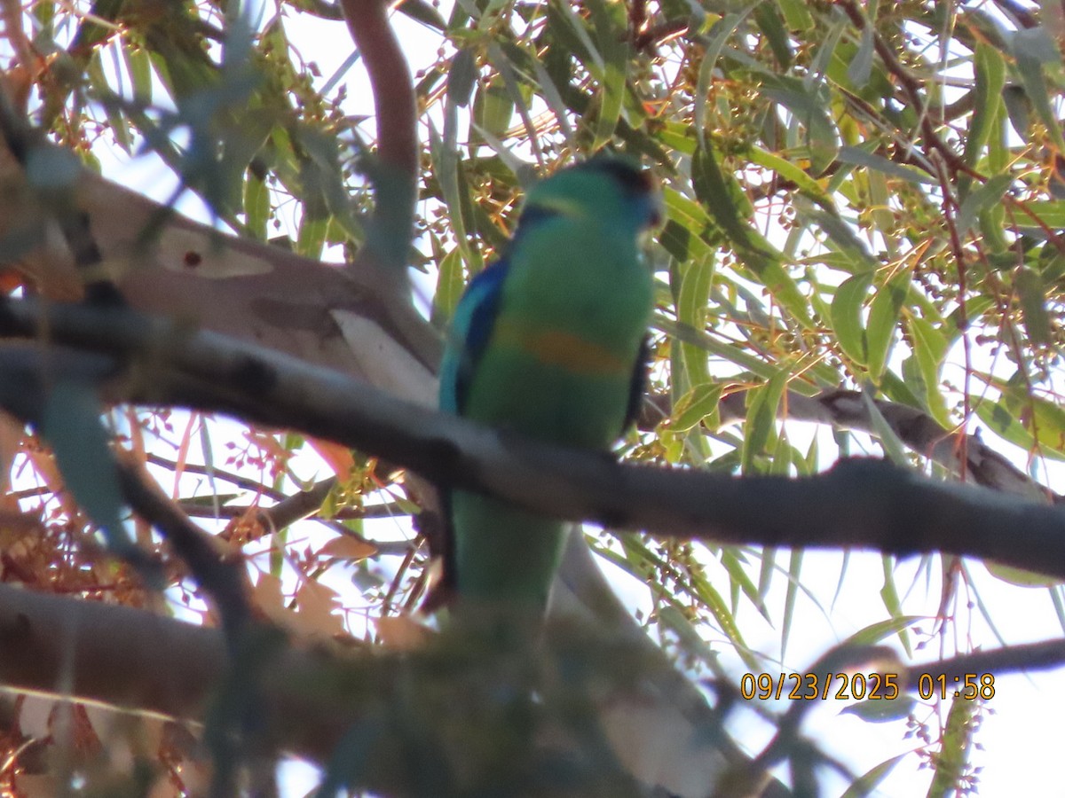 Australian Ringneck - ML643021626
