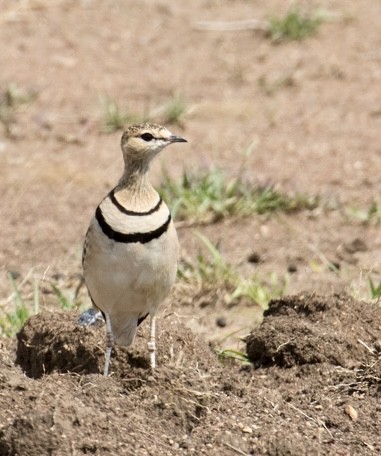 Double-banded Courser - ML643021637
