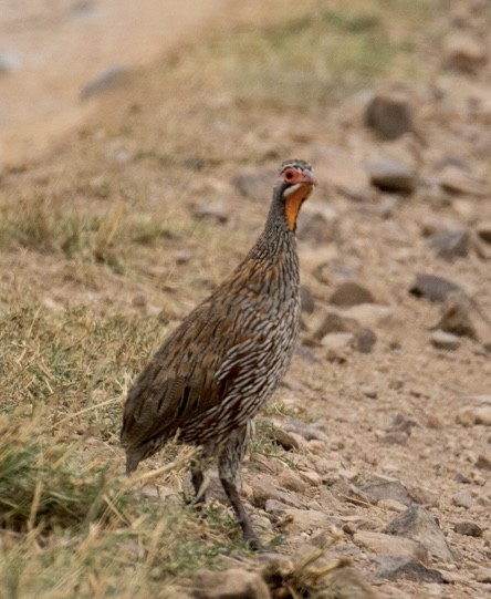 Gray-breasted Spurfowl - ML643021644
