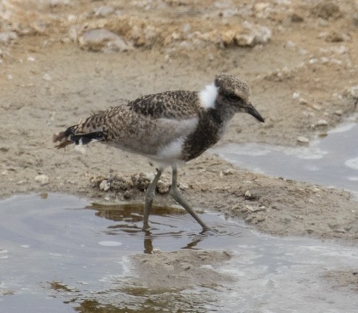 Blacksmith Lapwing - ML643021647