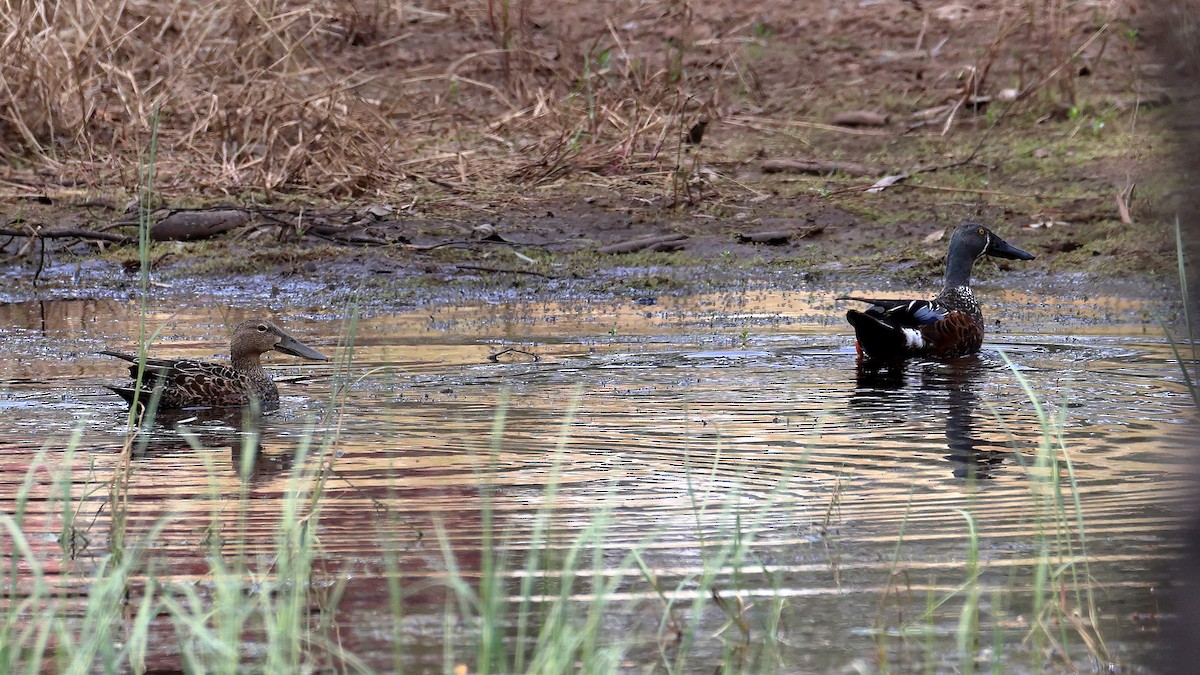 lžičák australský - ML643021670