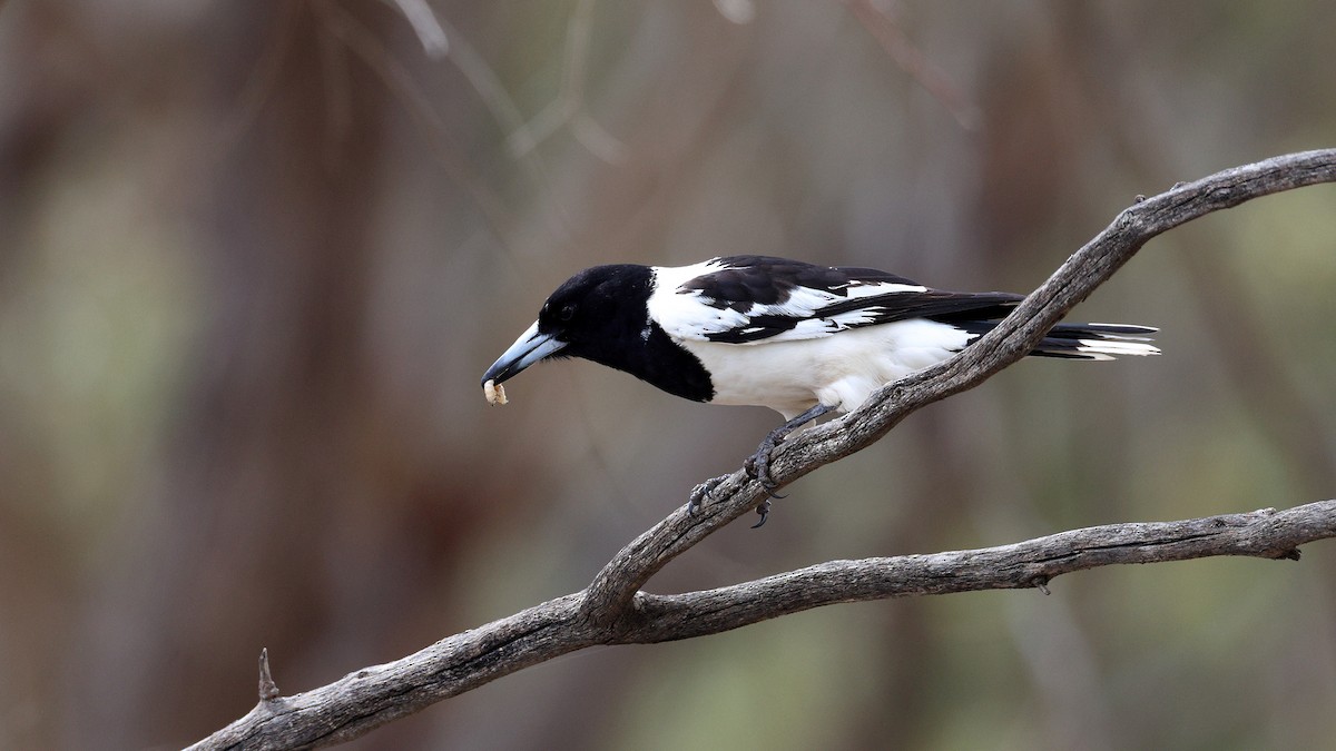 flétňák černohrdlý - ML643021676