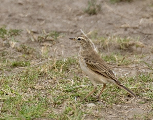 African Pipit - ML643021683