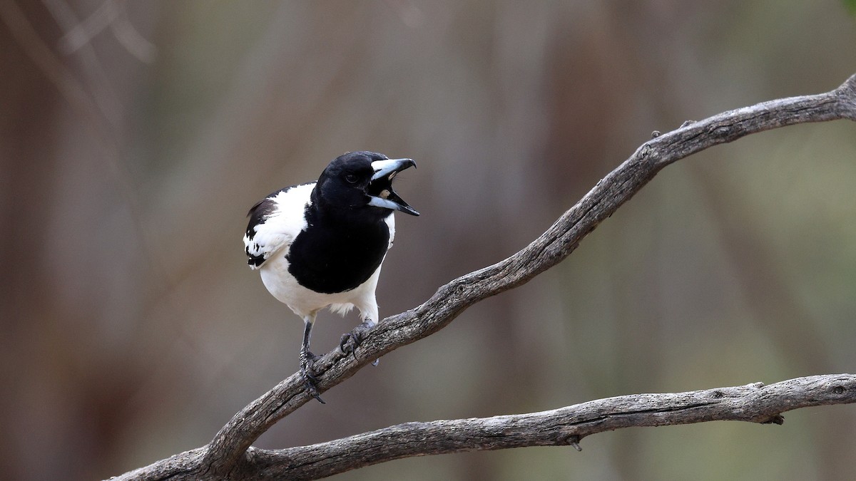 flétňák černohrdlý - ML643021684