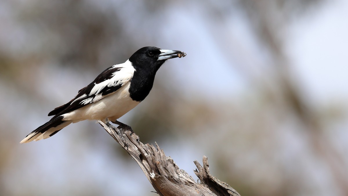 flétňák černohrdlý - ML643021686