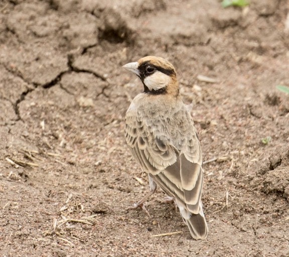 Fischer's Sparrow-Lark - ML643021687