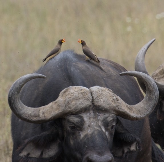 Yellow-billed Oxpecker - ML643021689