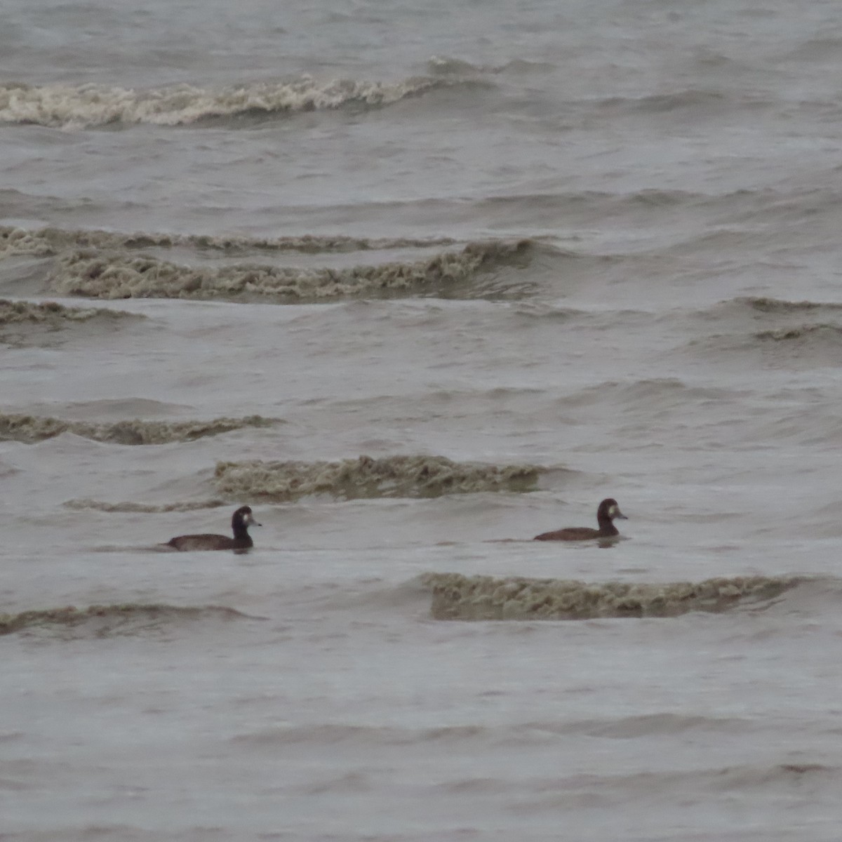 Greater Scaup - ML643021690