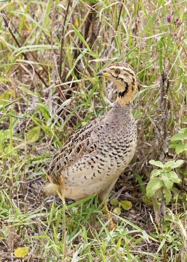 Coqui Francolin - ML643021692