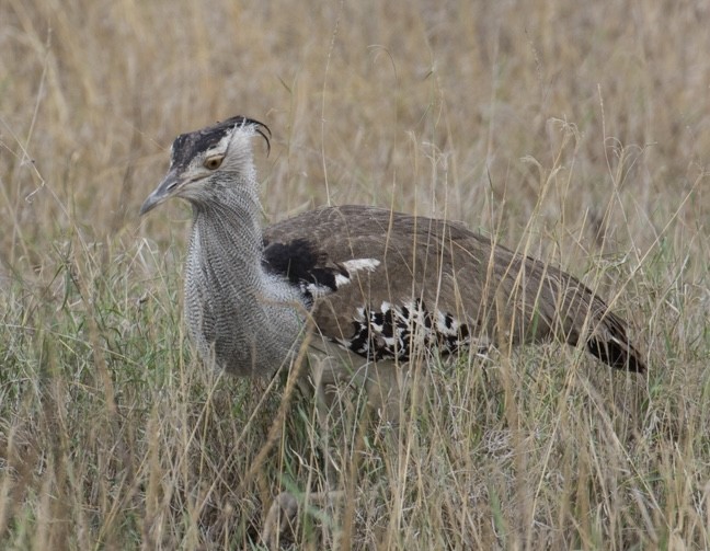 Kori Bustard - ML643021694