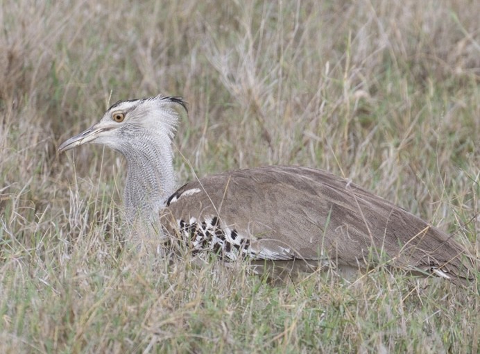 Kori Bustard - ML643021696