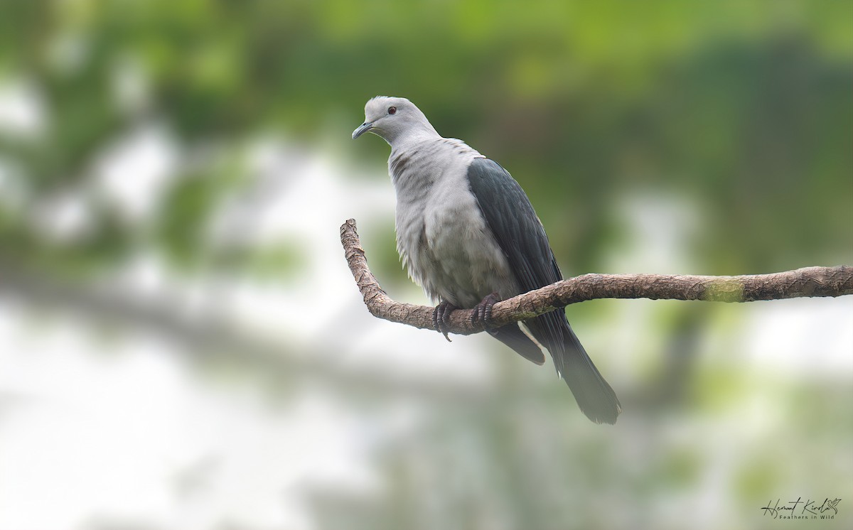 Nicobar Imperial-Pigeon - ML643021698
