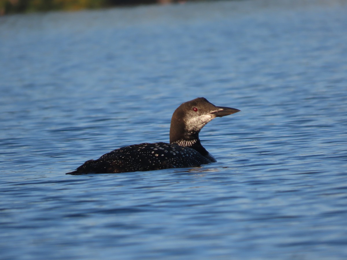 Common Loon - ML643021700