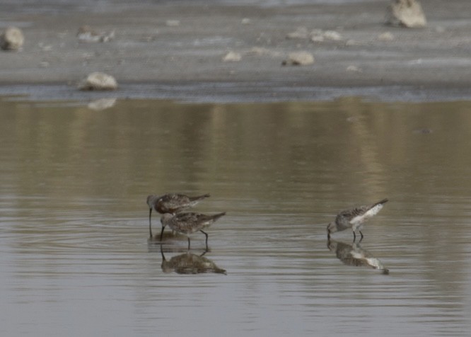 Curlew Sandpiper - ML643021701