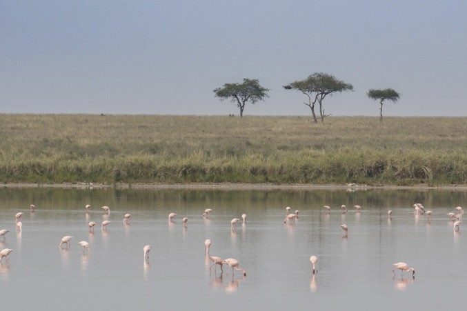 Lesser Flamingo - ML643021713